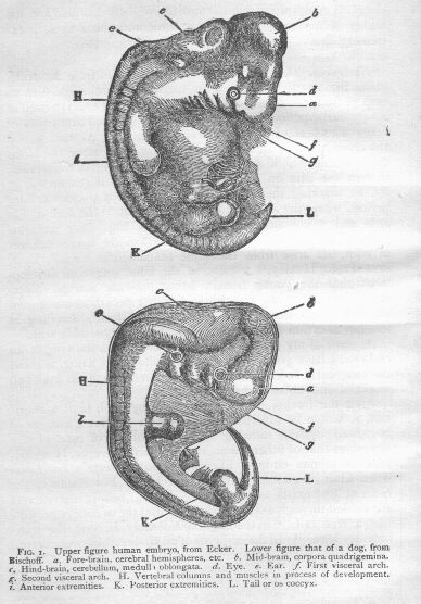 Descent Of Man. Man is developed from an ovule