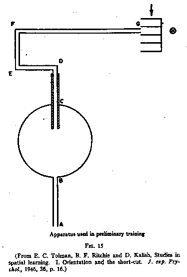 Tolman Cognitive Maps