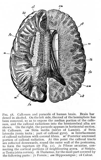human brain drawing. The human brain is much more